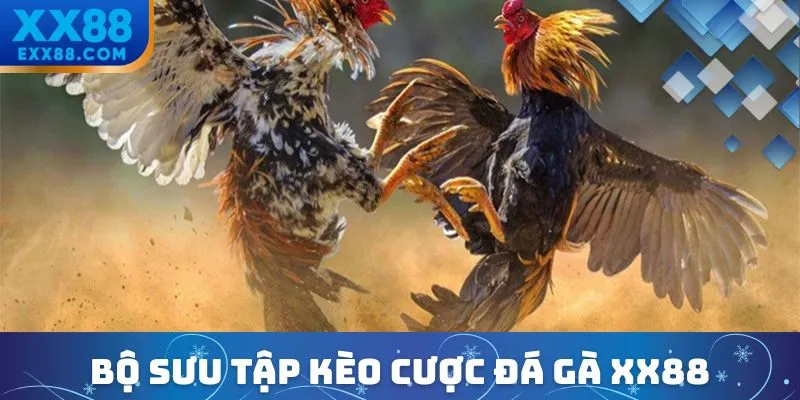 Đá Gà XX88 – Đấu Trường Rực Lửa, Thưởng Nóng Mỗi Ngày 3 Bộ sưu tập kèo cược đá gà XX88 kịch tính và lôi cuốn