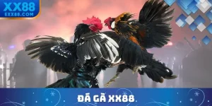 đá gà XX88