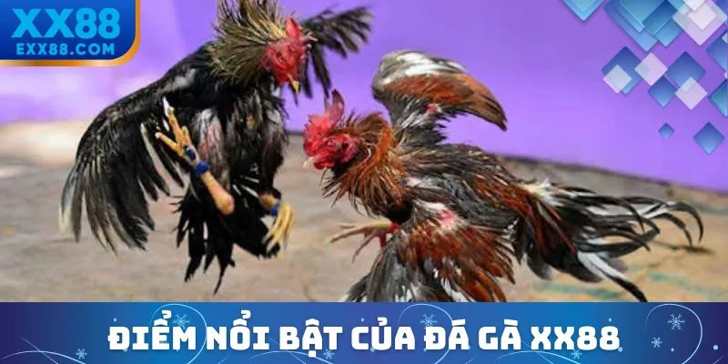 Đá Gà XX88 – Đấu Trường Rực Lửa, Thưởng Nóng Mỗi Ngày 1 Đá gà XX88 nổi bật hơn đá gà truyền thống ở điểm gì?