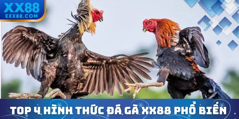 Đá Gà XX88 – Đấu Trường Rực Lửa, Thưởng Nóng Mỗi Ngày 2 Top 4 hình thức đá gà XX88 phổ biến nhất hiện nay